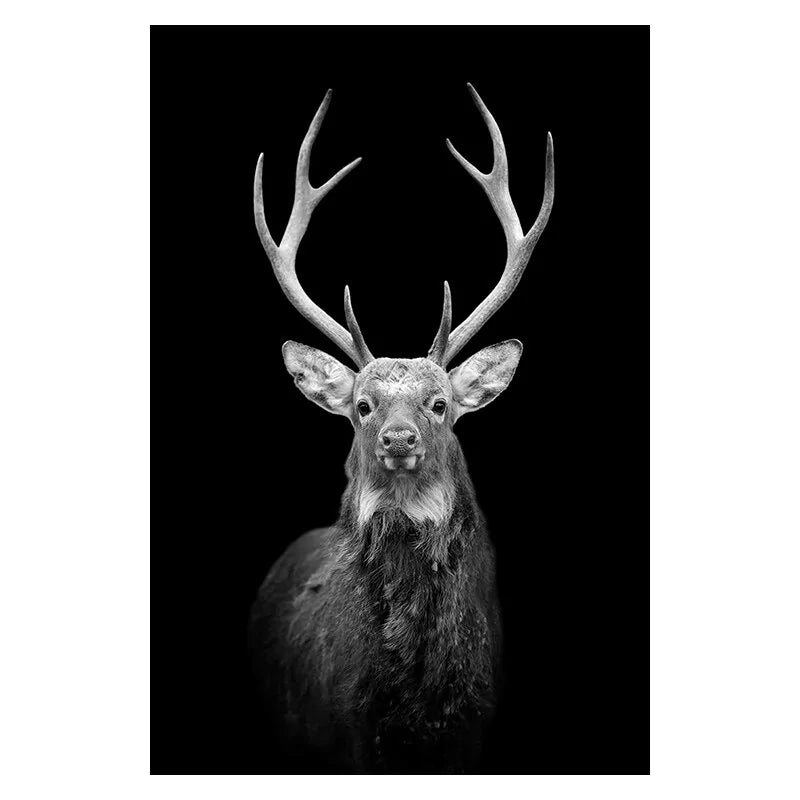Stunning Black & White Canvas Animal Wall Art