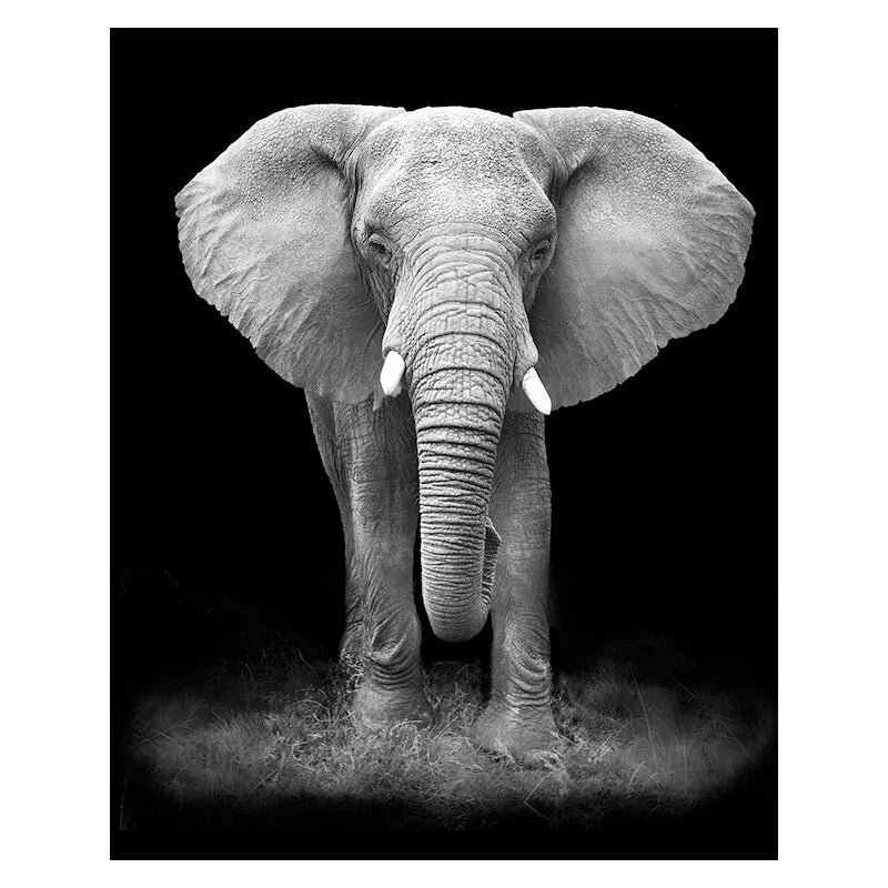 Stunning Black & White Canvas Animal Wall Art